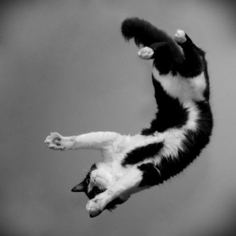 Cat Flying Turbo